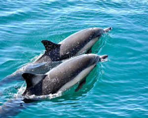 Tour en Barco Privado con: Bebidas Ilimitadas, Actividades & Delfines.