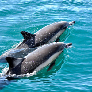 Tour Privado con Actividades & Delfines.