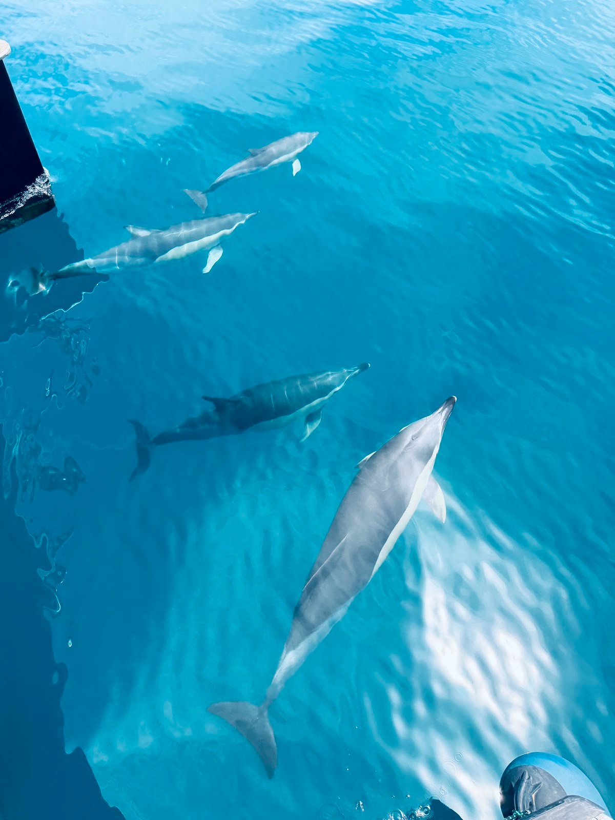 Paseo en Barco Benalm&aacute;dena